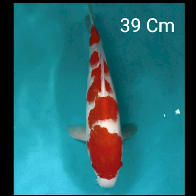 Kohaku 39 Cm