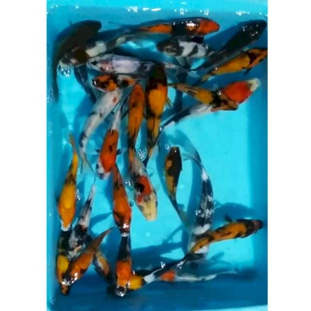 SOWARI, 12_15cm, 30ekr