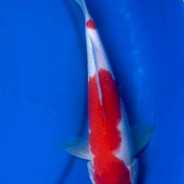 Kohaku jantan 24cm