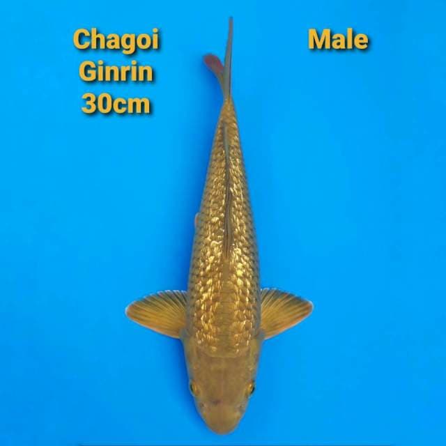 Chagoi Ginrin 30cm Male