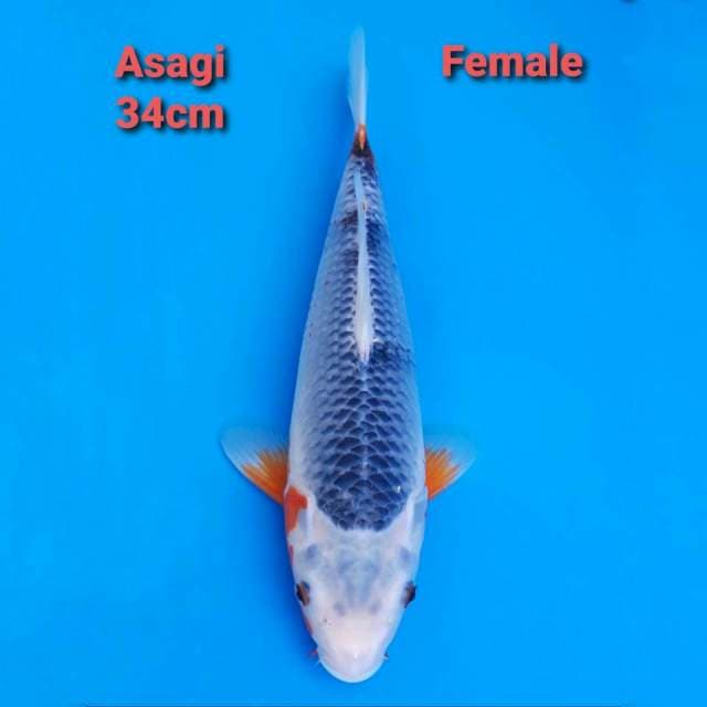 Asagi Jumbo 34cm Female
