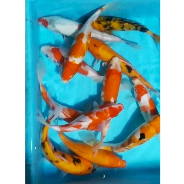 Mix 25_28cm, 12ekr