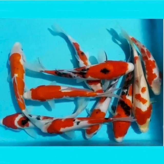Kohsan 20_25cm, 10ekr