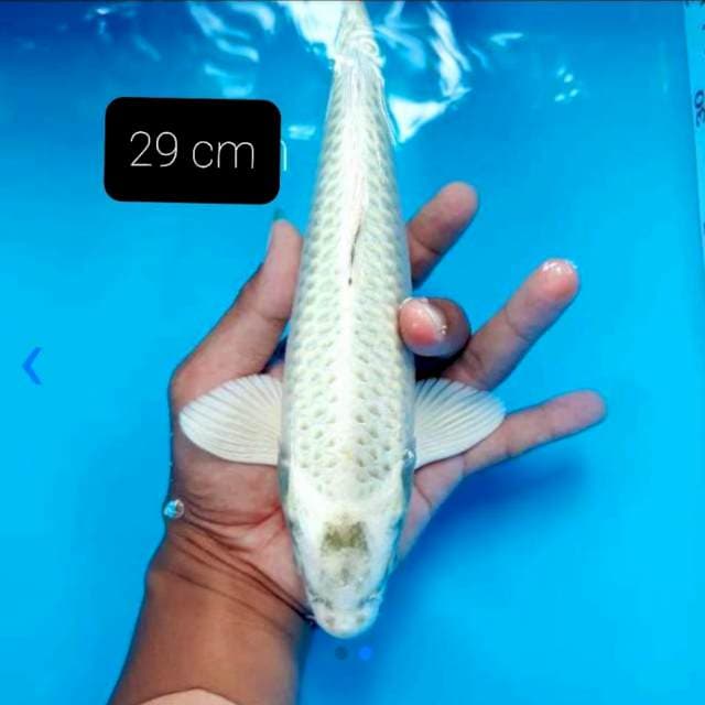 Matsuba 29 cm