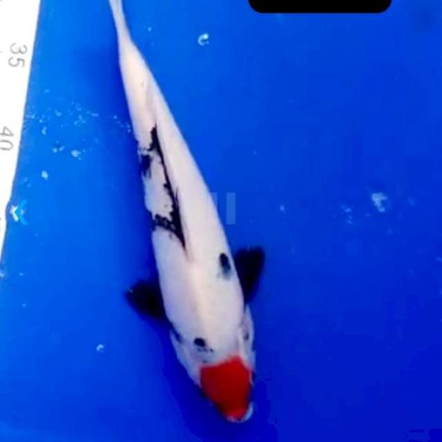 Tancho showa 28 cm