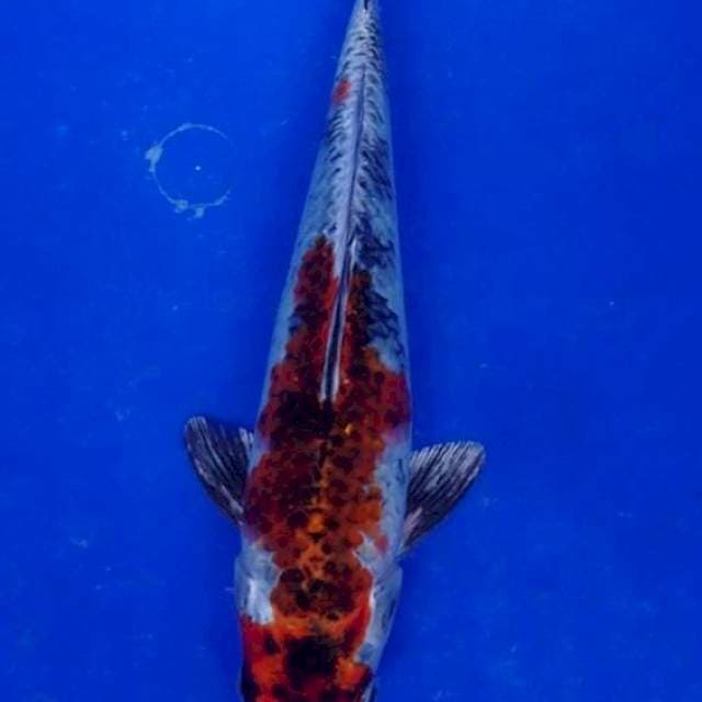 Hikarimoyo