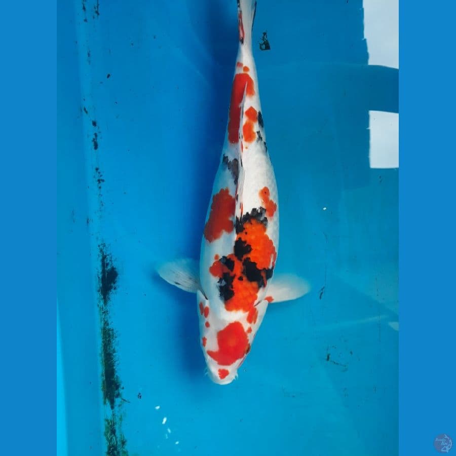 Indukan sanke size 40cm gendong telur