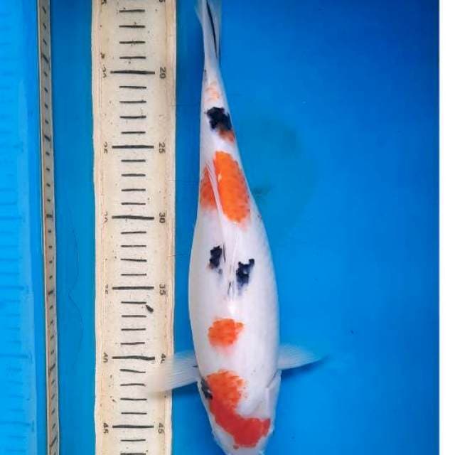 Sanke 34cm