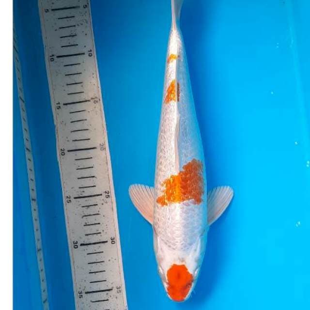 Maruten hariwake 34cm
