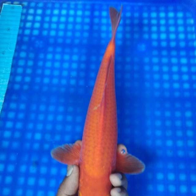 Benigoi 33cm
