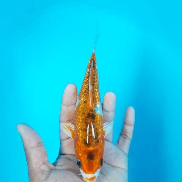 Kuchibeni Goromo Ginrin 18cm