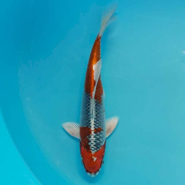Red Kujaku 25cm
