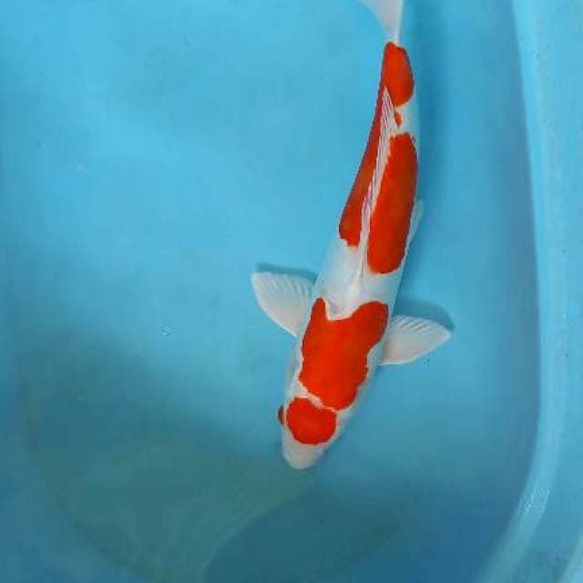 Kikushui 44cm jantan
