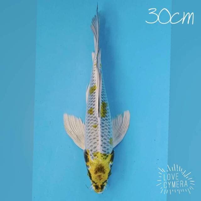 Kumpay Kirin 30cm