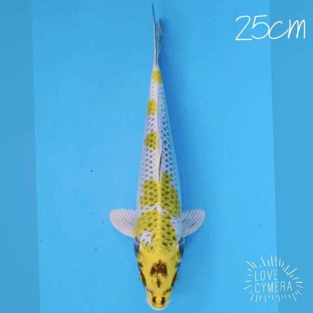 Kirin 25cm