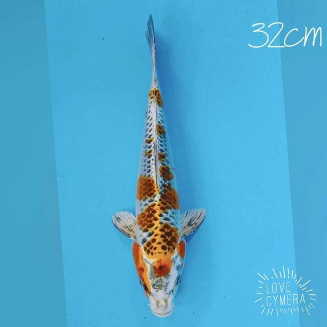 Kojaku 32cm