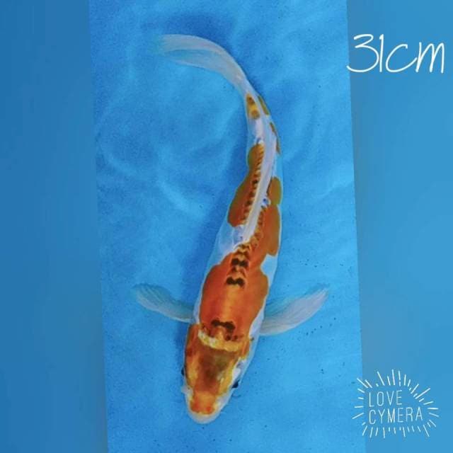 Kumpay kiko 31cm