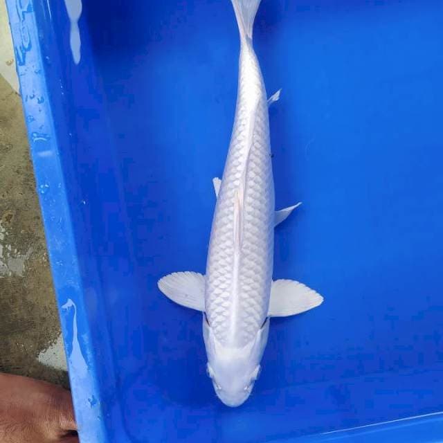Platinum 36 cm