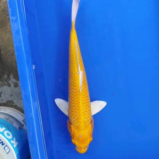 Ogon 37 cm