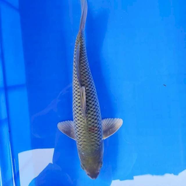 Soragoi 35 cm