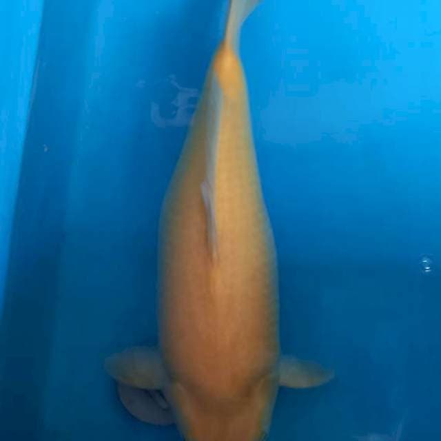 Karasi Ex BIS & Juara 1