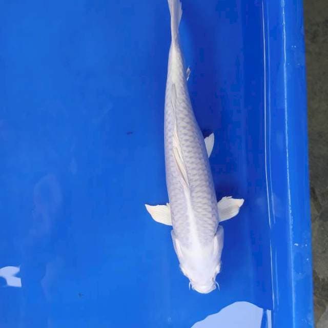 Platinum 34 cm