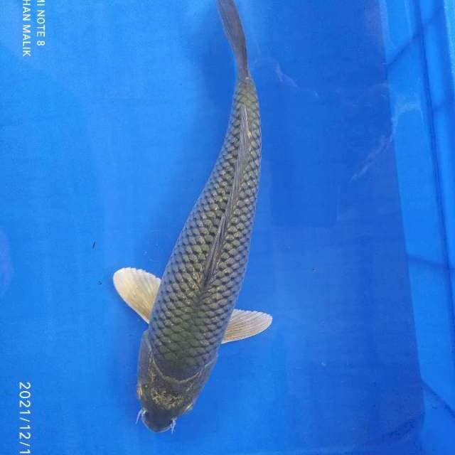 Soragoi 35cm sirip putih