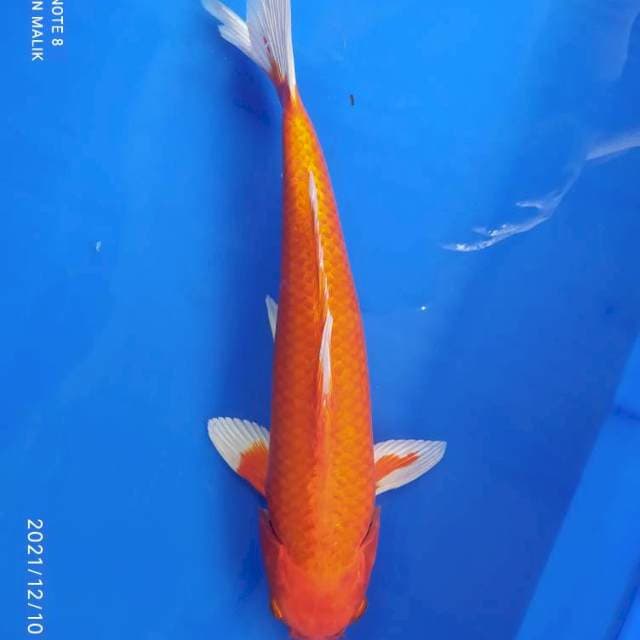Orienji 33cm