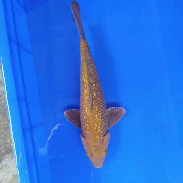 Tembaga ginrin 32 cm