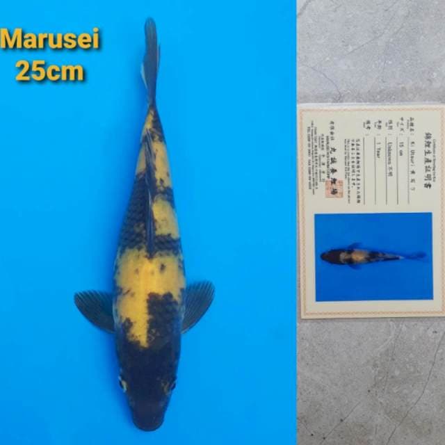 Marusei Ki Utsuri Serti