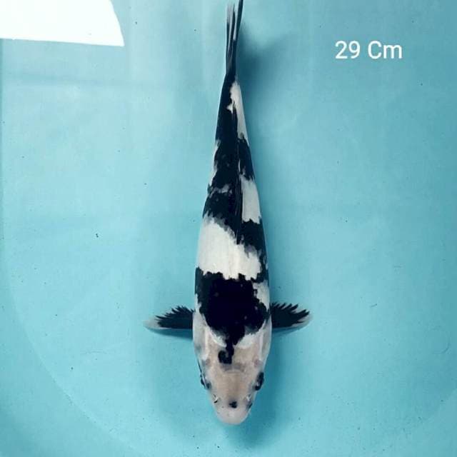 Shiro Putih Salju 29 Cm