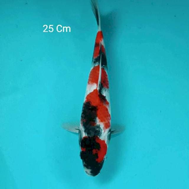 Showa Maruten 25 Cm