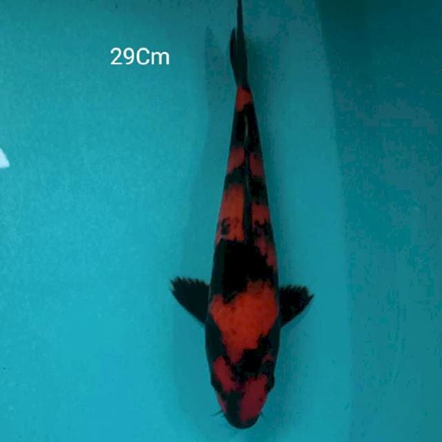 Hi Utsuri 29 Cm