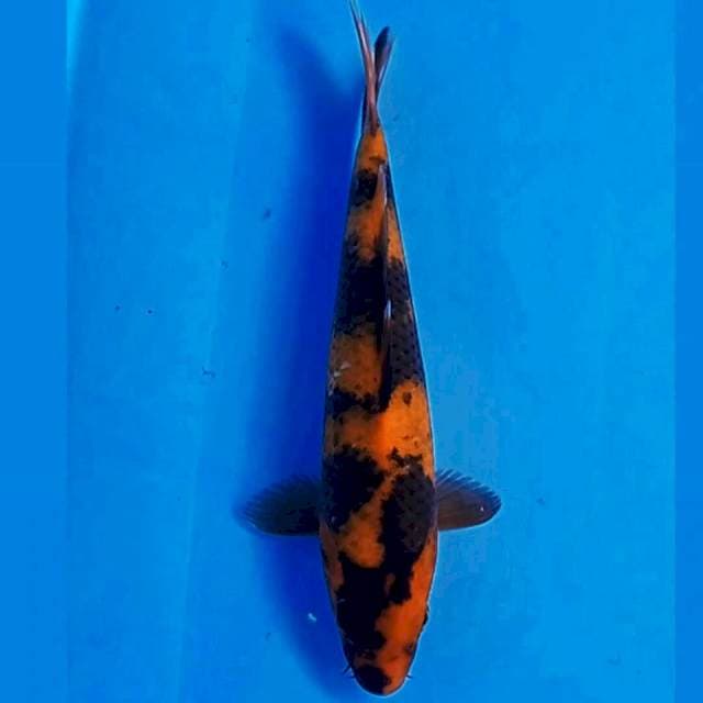 Hi utsuri, 23 cm