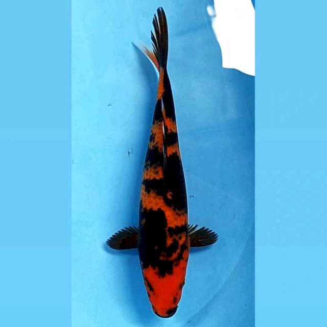 Hi utsuri, 26 cm