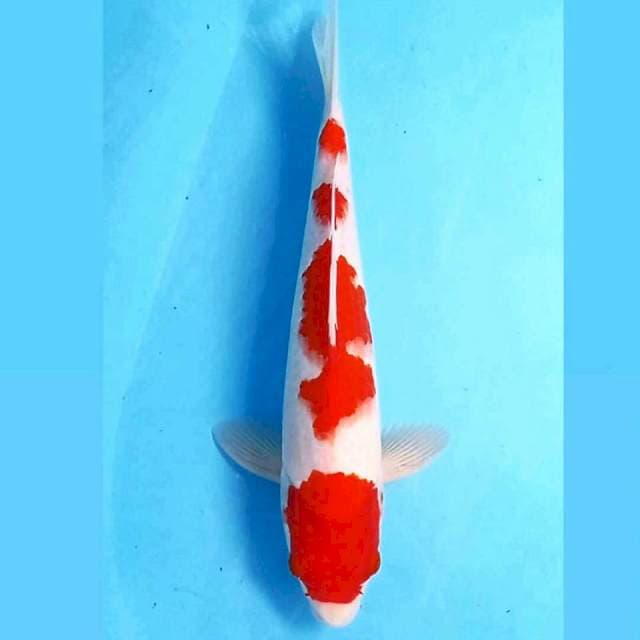 Kohaku, 30 cm