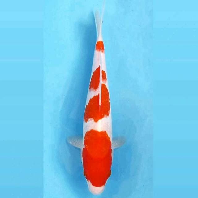 Kohaku, 31 cm
