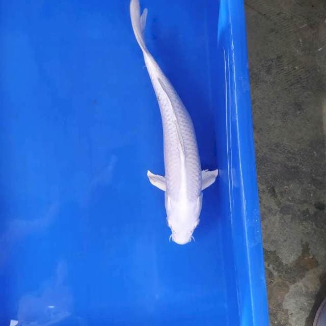 Platinum 34 cm