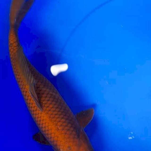 Cagoi tembaga 37 cm