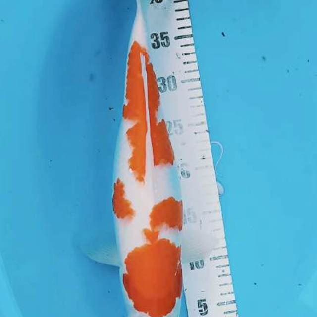 Kohaku 42cm