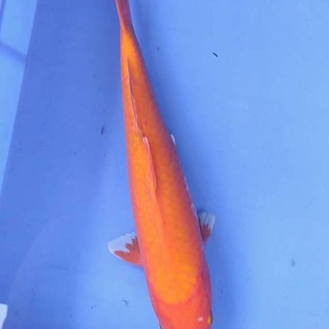 Akahajiro 35cm tembus