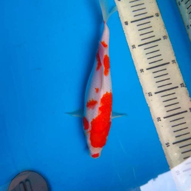 Kohaku