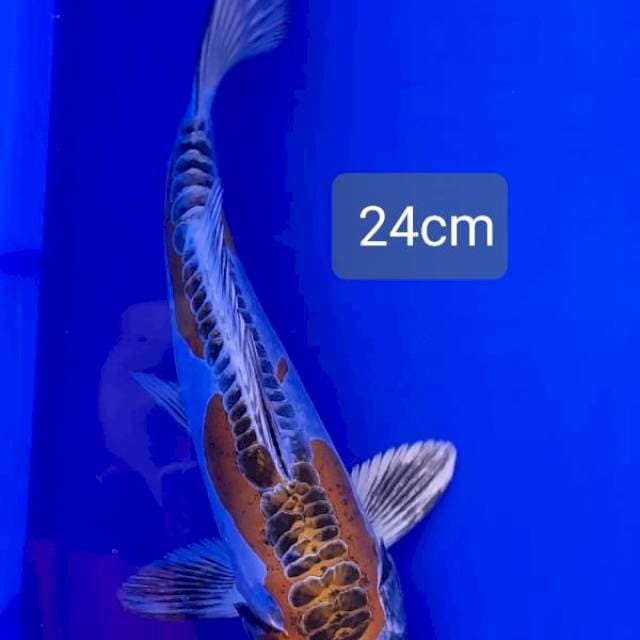Kikokuryu 24cm