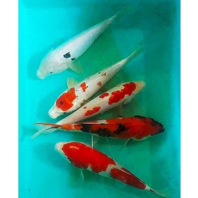 Pkt mix 5ekr, 24_25cm