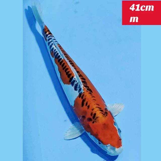 Original kujaku doitsu 41cm