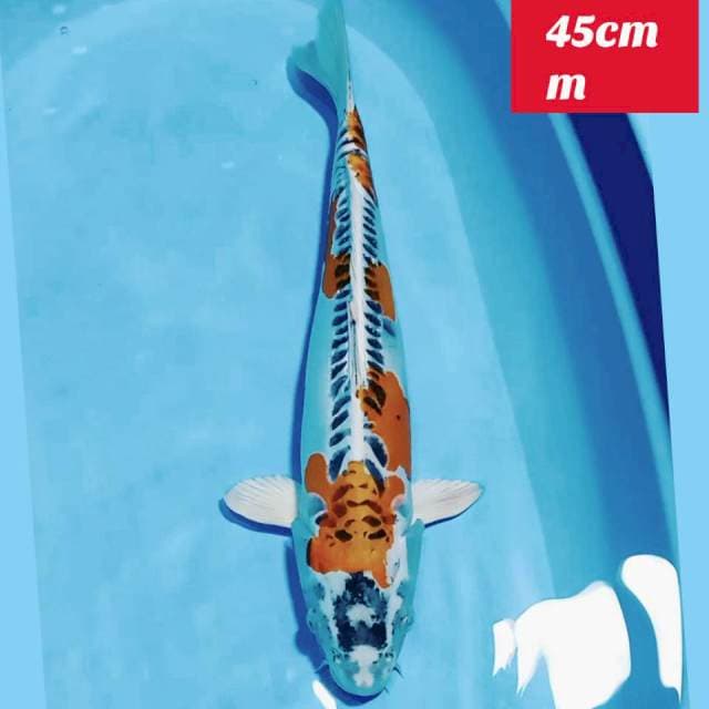 Jumbo kujaku 45cm