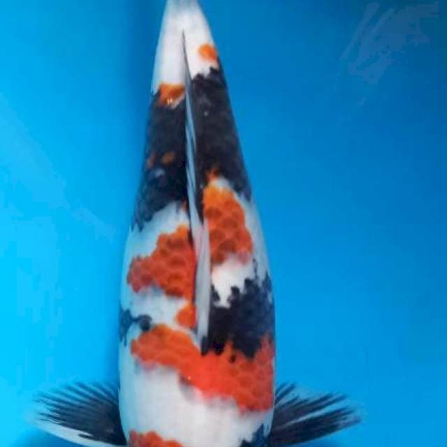 Koromo Showa Juara 1