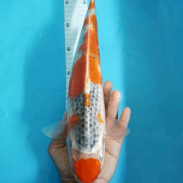 MARUTEN GOSHIKI 40CM FEMALE