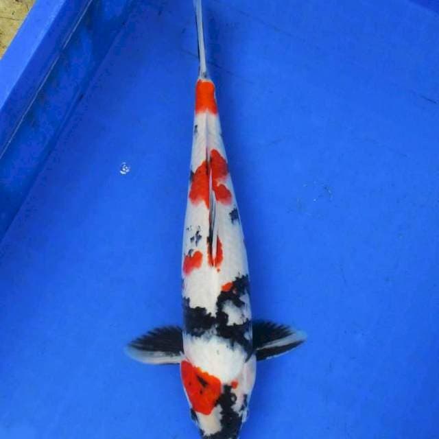 Tategoi showa sansoku 35bu