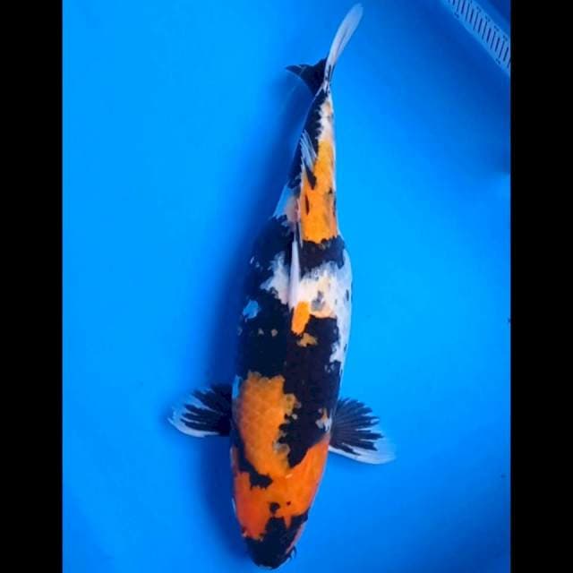 Glowing 03~ Showa jumbo 41 cm